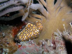 Flamingo Tongue Cowry
Taken at the Barge Dive site - Mar... by Dimitris Skoularakos 